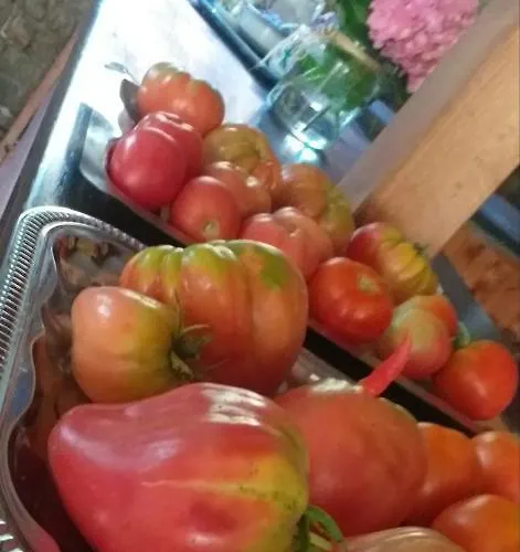 منتجع Ozon شتوتوفو